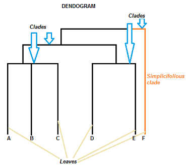 parts of dendogram